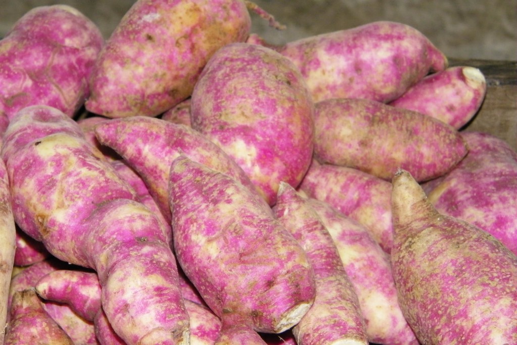 El camote morado es una especie originaria del país, de amplia distribución, especialmente en la región centro. 