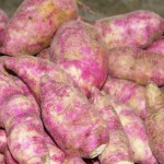 EXTRAEN Y UTILIZAN PROPIEDADES NUTRACÉUTICAS DEL CAMOTE MORADO