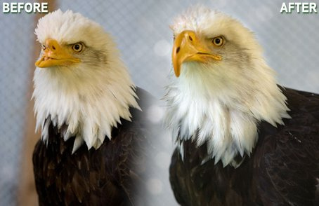 10 Animales a los cuales la impresión 3D ha ayudado.