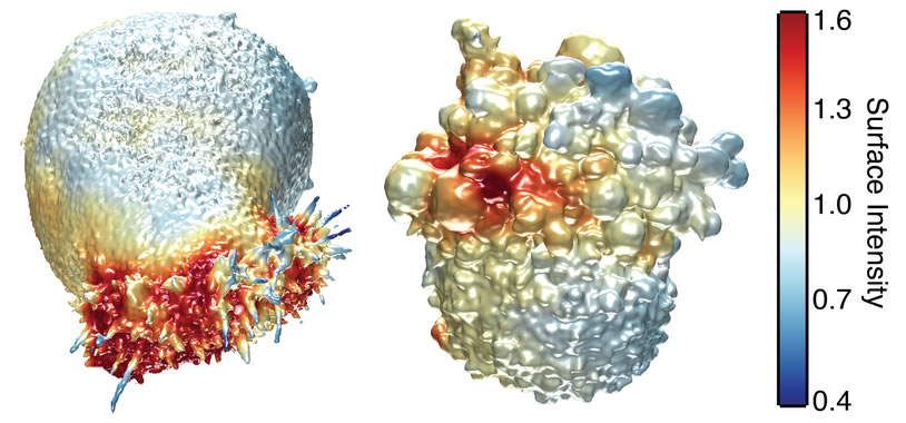 Tecnopia-Un-microscopio-3D-desvela-detalles-de-las-celulas-cancerosas_image_380