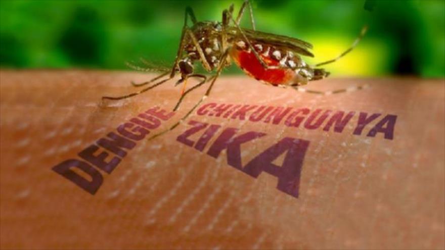 El mosquito del zika, una “máquina perfecta de transmitir virus”, según científicos argentinos