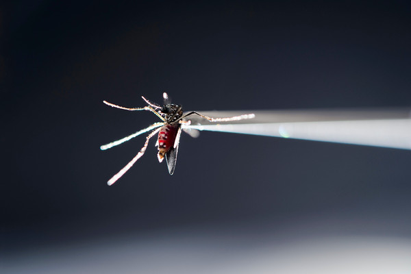 Mosquito ‘Aedes aegypti’ en un laboratorio de investigación de insectos. Imagen: Jeff Miller/UW-Madison