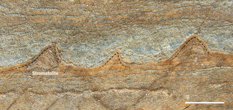 CIENCIAS NATURALES: Ciencias de la Tierra y del Espacio Hallan los fósiles más antiguos conocidos hasta ahora imprimir este contenidoFacebookDeliciousMeneameArroba ¿Cuándo emergió la vida en la Tierra? Múltiples estudios la sitúan hace 4.000 millones de años. Ahora, una nueva investigación apoya esta hipótesis con el hallazgo de los fósiles más antiguos jamás descubiertos hasta ahora que datan de hace 3.700 millones de años. Se trata de varios estromatolitos –estructuras formadas por la sedimentación de microorganismos– encontrados en Groenlandia que superan así la edad de los fósiles descubiertos anteriormente en Australia datados en 3.500 millones de años de antigüedad. Más información sobre:estromatolitosIsuafósilesvidaGroenlandia SINC | | 31 agosto 2016 19:00 Vista transversal de un fragmento de roca en el que se pueden ver los estromatolitos de forma cónica de 3.700 millones de años de antigüedad. / Yuri Amelin Vista transversal de un fragmento de roca en el que se pueden ver los estromatolitos de forma cónica de 3.700 millones de años de antigüedad. / Yuri Amelin