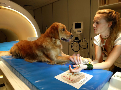 Los perros entienden qué les decimos y cómo se lo decimos