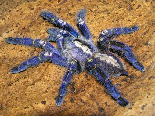 La nanotecnología logra imitar el color de la tarántula azul