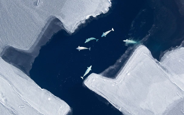 Las belugas alteran sus migraciones por culpa del deshielo ártico