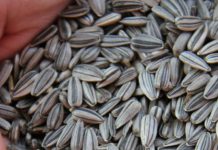 Semillas de girasol: Propiedades, beneficios y usos