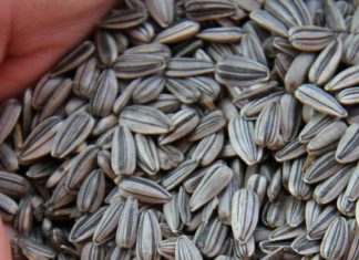 Semillas de girasol: Propiedades, beneficios y usos