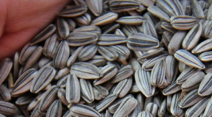 Semillas de girasol: Propiedades, beneficios y usos