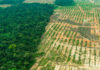 Mercado Verde