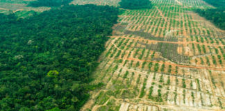 Mercado Verde