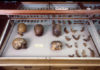 La compleja prehistoria genética de América