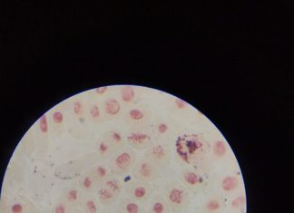 “¿Se puede evaluar el efecto genotóxico de un fármaco o extracto en la germinación de una semilla?