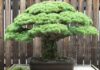 LAS TRES LEYES DE LO ANTINUCLEAR Y UN BONSAI.