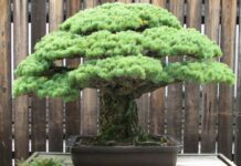 LAS TRES LEYES DE LO ANTINUCLEAR Y UN BONSAI.