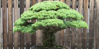 LAS TRES LEYES DE LO ANTINUCLEAR Y UN BONSAI.