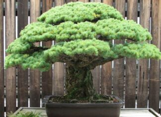 LAS TRES LEYES DE LO ANTINUCLEAR Y UN BONSAI.