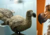El Dodo podría volver a caminar entre nosotros