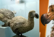 El Dodo podría volver a caminar entre nosotros