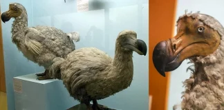 El Dodo podría volver a caminar entre nosotros