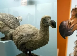 El Dodo podría volver a caminar entre nosotros