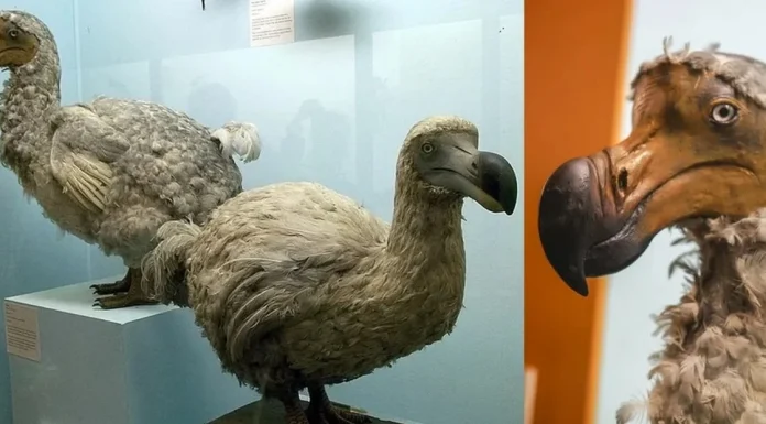 El Dodo podría volver a caminar entre nosotros