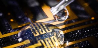 Cultivan electrodos en el cerebro de peces cebra vivos