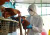 México consigue frenar la gripe aviar, un virus que mantiene al mundo en alerta