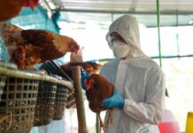 México consigue frenar la gripe aviar, un virus que mantiene al mundo en alerta