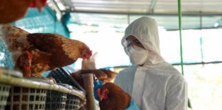 México consigue frenar la gripe aviar, un virus que mantiene al mundo en alerta
