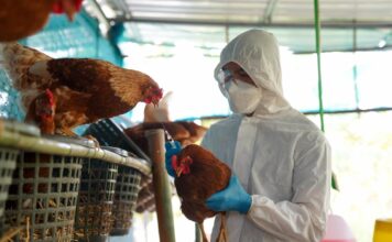 México consigue frenar la gripe aviar, un virus que mantiene al mundo en alerta