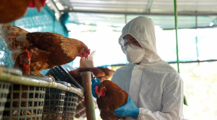 México consigue frenar la gripe aviar, un virus que mantiene al mundo en alerta