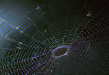 La Filosofía de la Telaraña y la transferencia de conocimientos.
