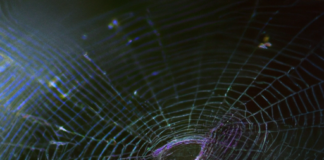 La Filosofía de la Telaraña y la transferencia de conocimientos.