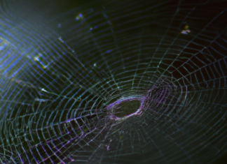 La Filosofía de la Telaraña y la transferencia de conocimientos.