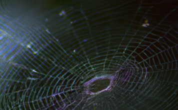 La Filosofía de la Telaraña y la transferencia de conocimientos.