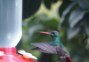 Breve cuento: “El brillo de la bondad; La increíble historia de Marthuchix, la colibrí generosa”.