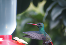 Breve cuento: “El brillo de la bondad; La increíble historia de Marthuchix, la colibrí generosa”.
