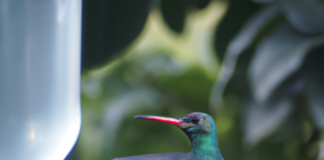 Breve cuento: “El brillo de la bondad; La increíble historia de Marthuchix, la colibrí generosa”.
