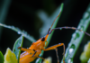 “La Migración Silenciosa: Los Insectos y el Cambio Climático en el Mundo”