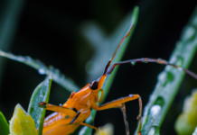 “La Migración Silenciosa: Los Insectos y el Cambio Climático en el Mundo”