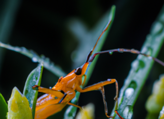 “La Migración Silenciosa: Los Insectos y el Cambio Climático en el Mundo”
