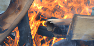 El Diálogo entre el Fuego y la Evolución.