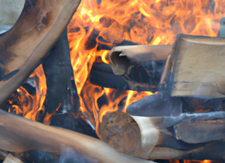 El Diálogo entre el Fuego y la Evolución.
