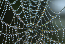 Geometría Fractal y Teoría de Grafos: Explorando la Complejidad Matemática de las Telarañas.