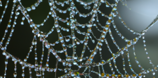 Geometría Fractal y Teoría de Grafos: Explorando la Complejidad Matemática de las Telarañas.