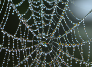 Geometría Fractal y Teoría de Grafos: Explorando la Complejidad Matemática de las Telarañas.