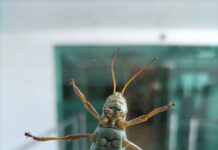 “Saltos Sobrehumanos: La Biofísica y Biomecánica del Chapulín”