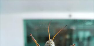 “Saltos Sobrehumanos: La Biofísica y Biomecánica del Chapulín”
