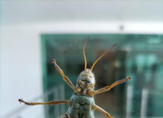 “Saltos Sobrehumanos: La Biofísica y Biomecánica del Chapulín”